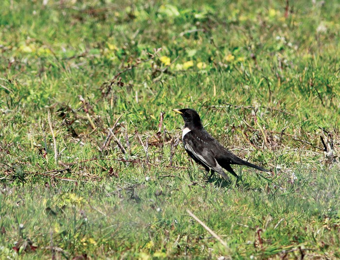 Ring Ouzel