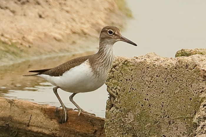Common Sandpiper