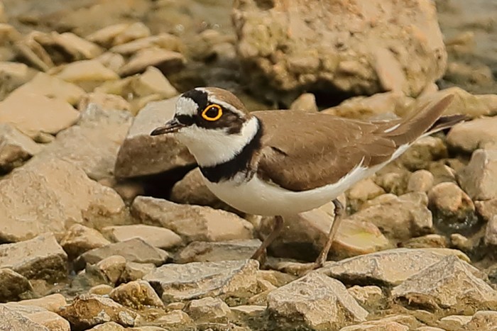 Little Ringed Plover