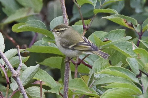 Yellow-browed Warbler