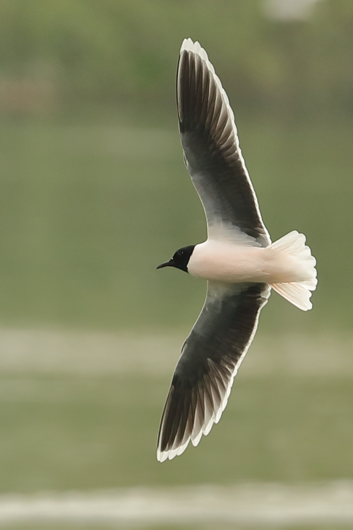 Little Gull