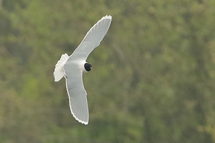 Little Gull