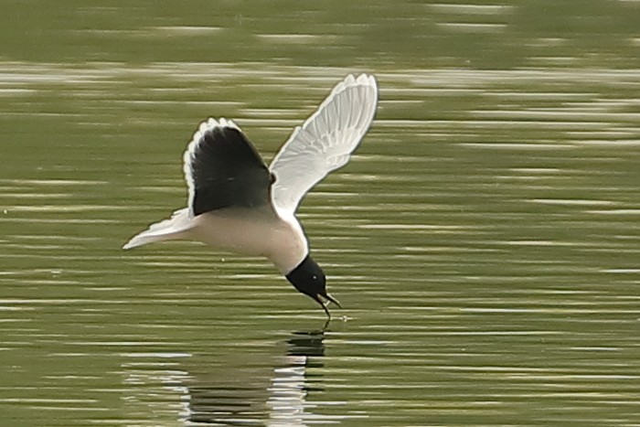 Little Gull