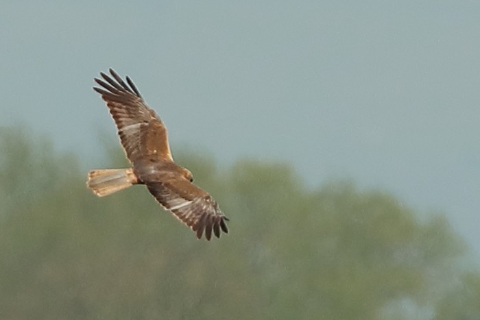 Marsh Harrier