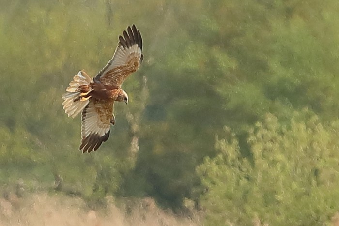 Marsh Harrier