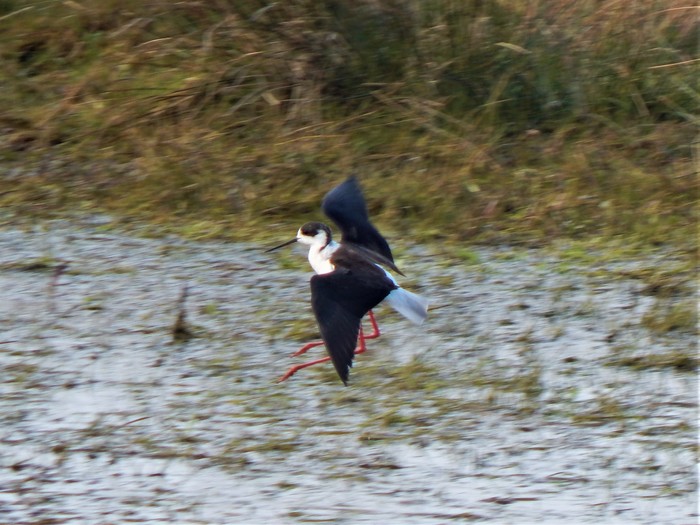 Black-winged Stilt