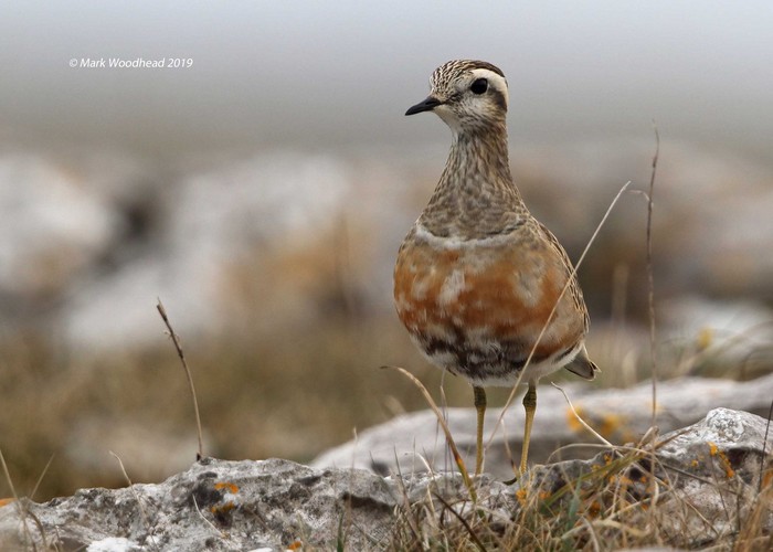 Dotterel