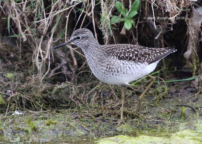 Wood Sandpiper