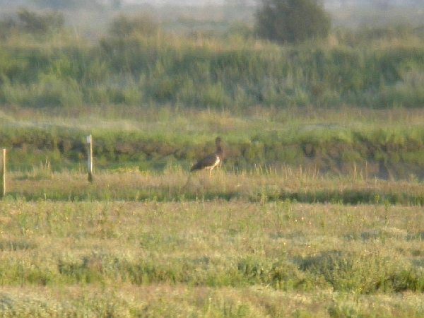 Black Stork