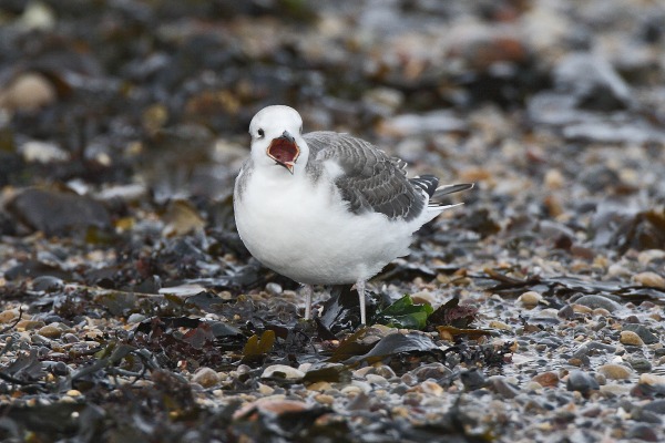 Sabine's Gull