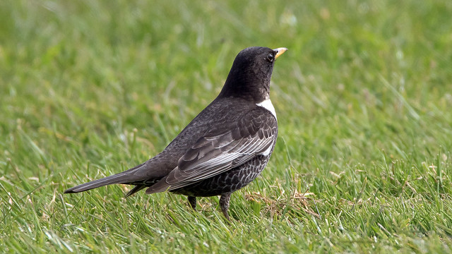Ring Ouzel