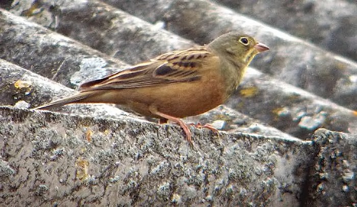 Ortolan Bunting