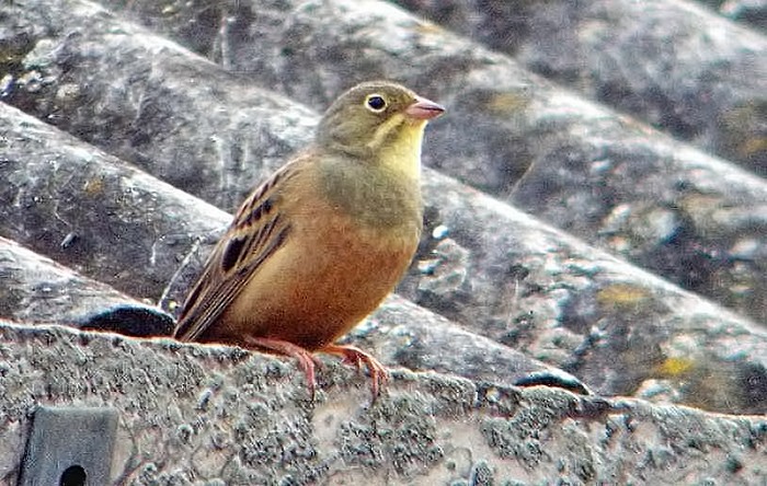 Ortolan Bunting