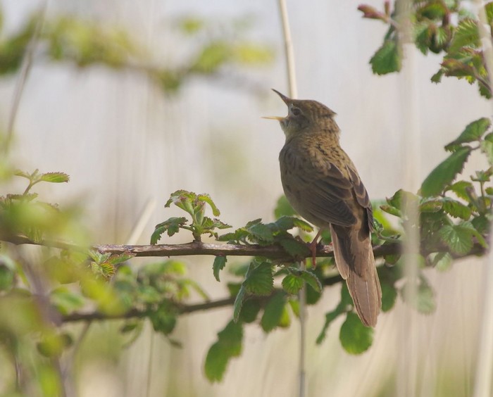 Grasshopper Warbler