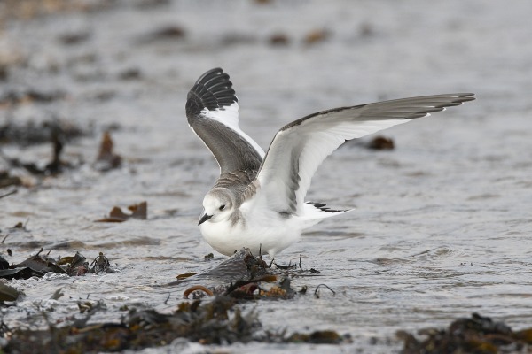 Sabine's Gull
