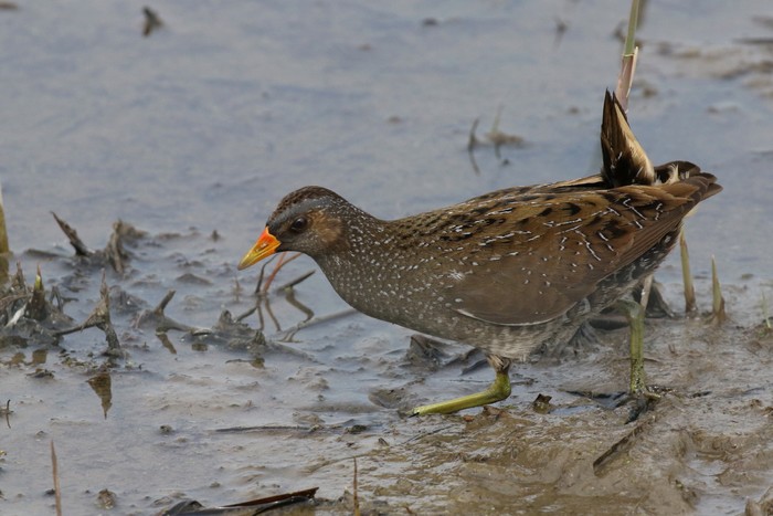 Spotted Crake