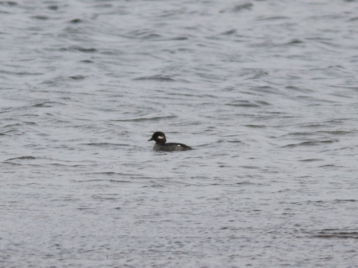 Bufflehead