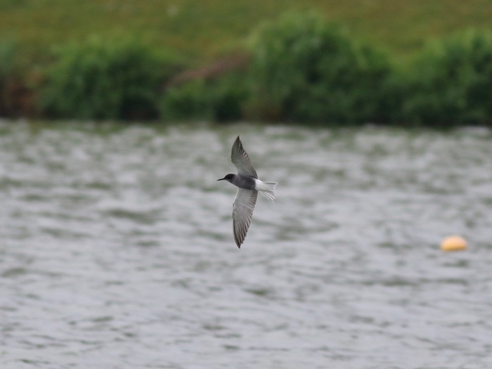 Black Tern
