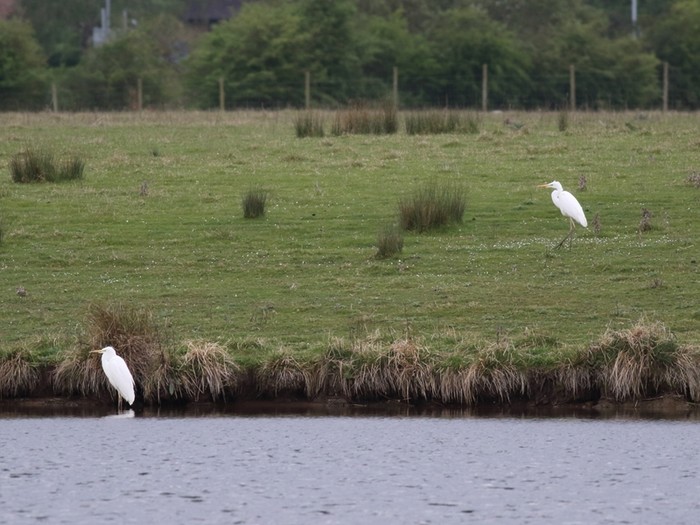 Great White Egret
