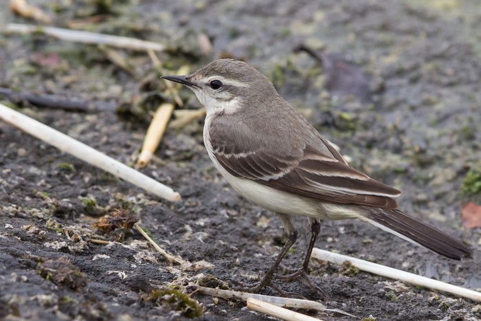 Eastern Yellow Wagtail