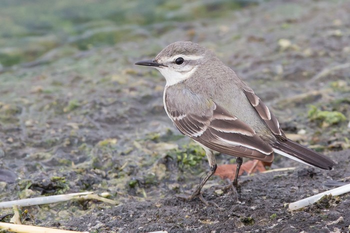Eastern Yellow Wagtail