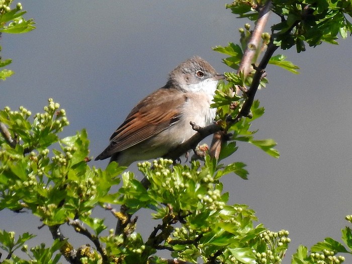 Whitethroat