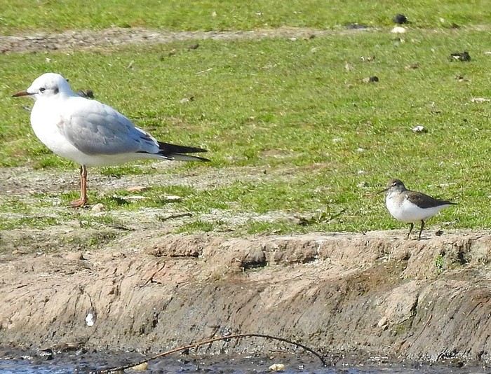 Common Sandpiper