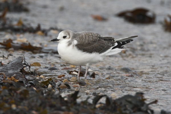 Sabine's Gull