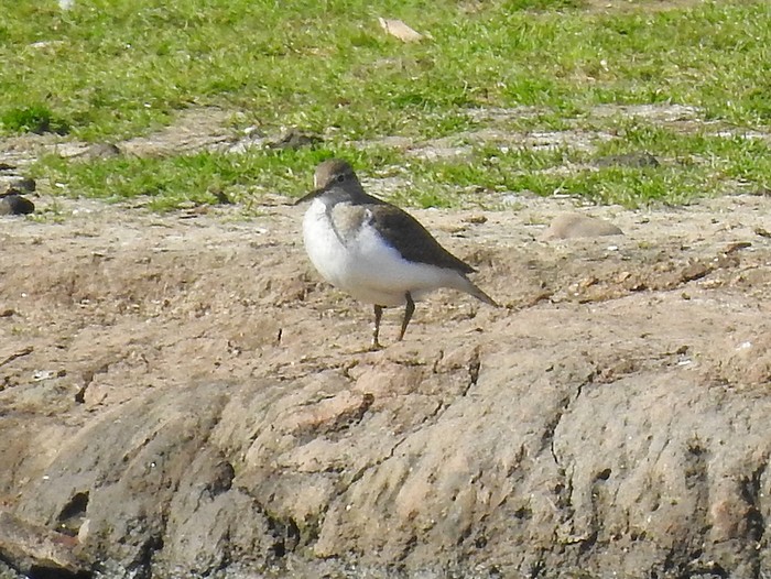 Common Sandpiper