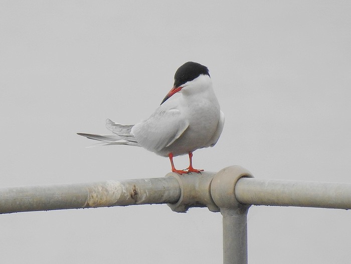 Common Tern