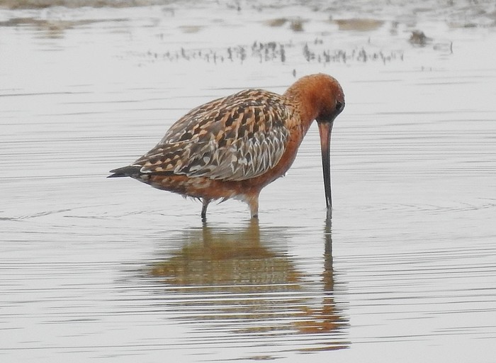 Bar-tailed Godwit