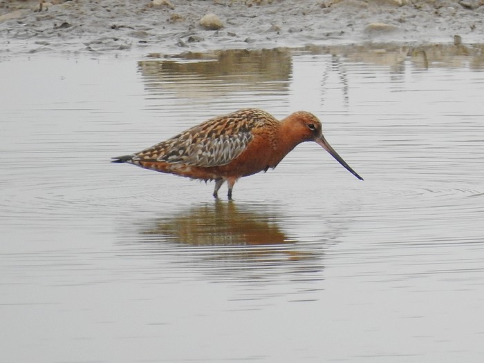 Bar-tailed Godwit