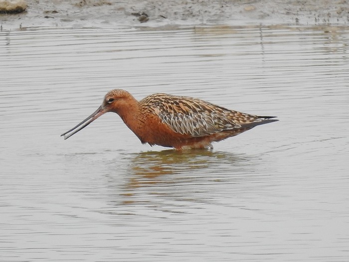 Bar-tailed Godwit
