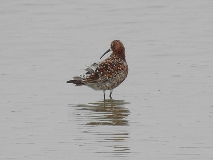 Curlew Sandpiper
