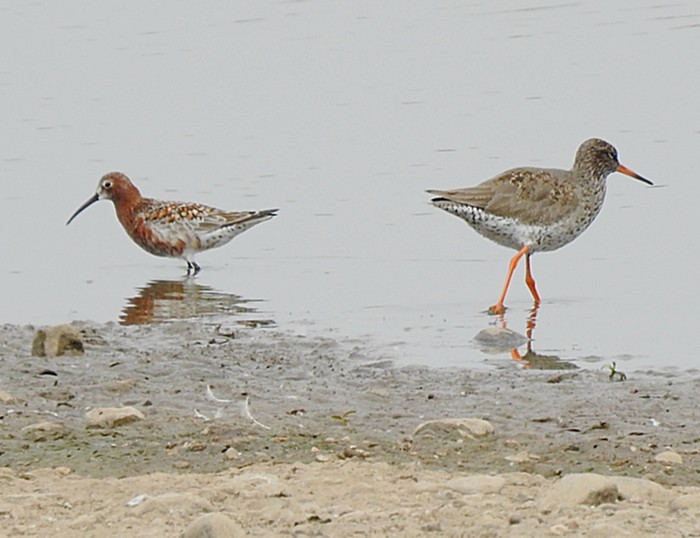 Curlew Sandpiper