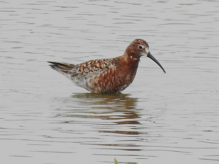 Curlew Sandpiper