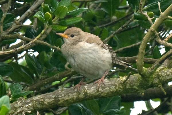 Rose-coloured Starling