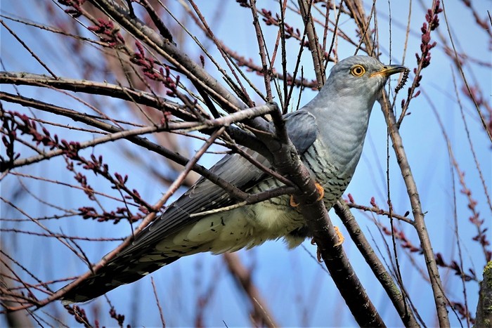 Cuckoo