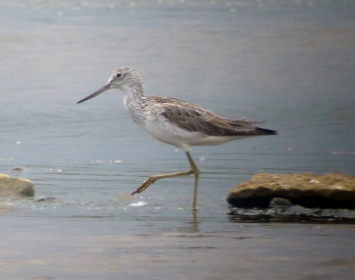 Greenshank