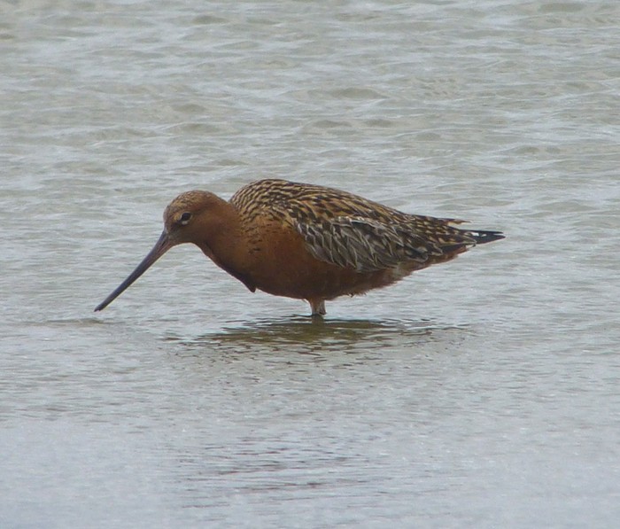 Bar-tailed Godwit