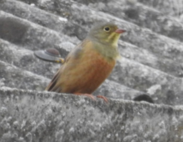 Ortolan Bunting