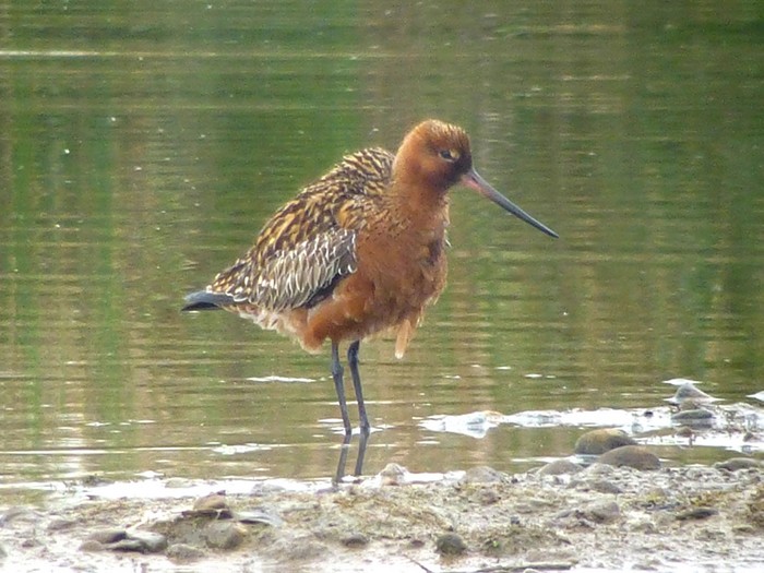 Bar-tailed Godwit