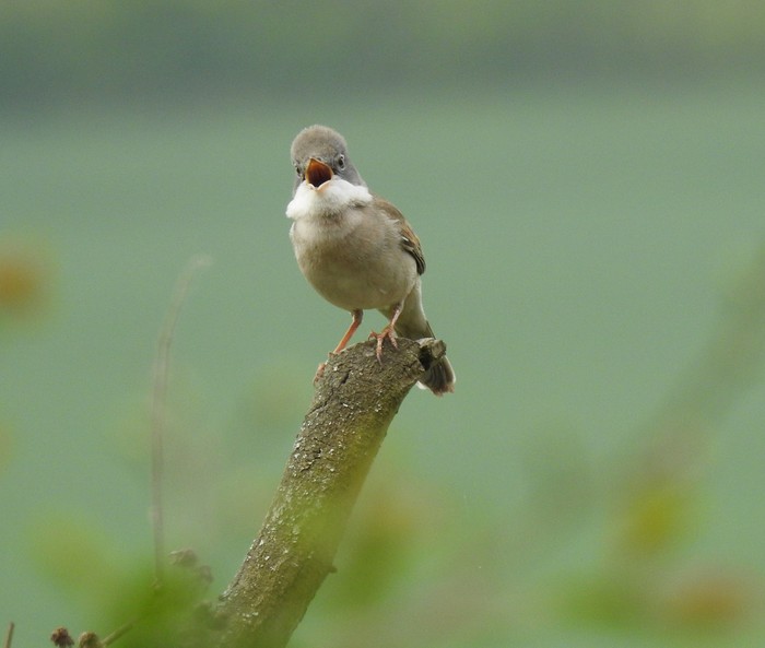 Whitethroat