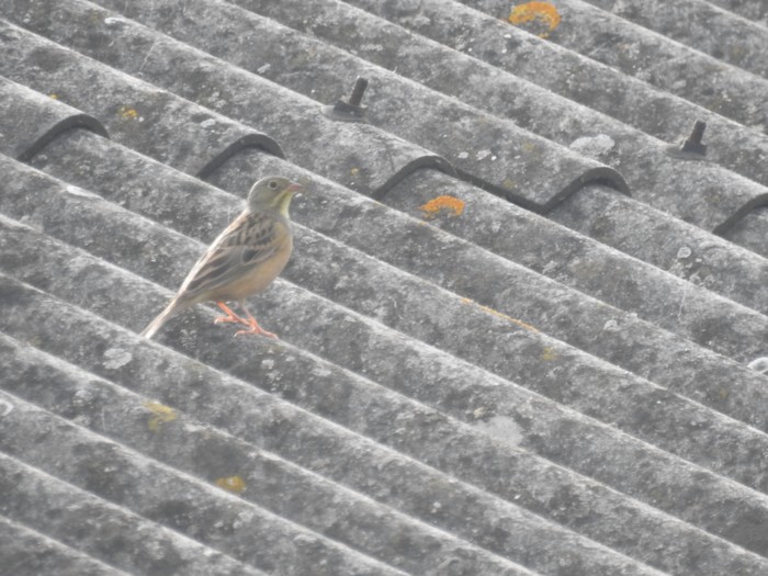 Ortolan Bunting