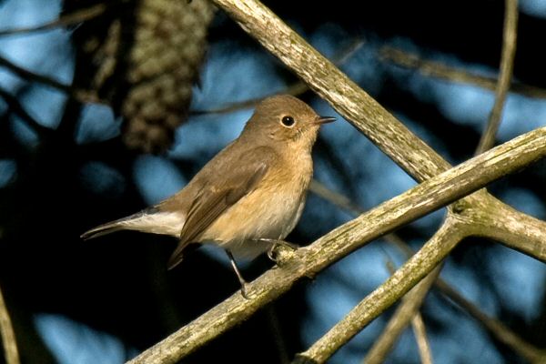 Red-breasted Flycatcher