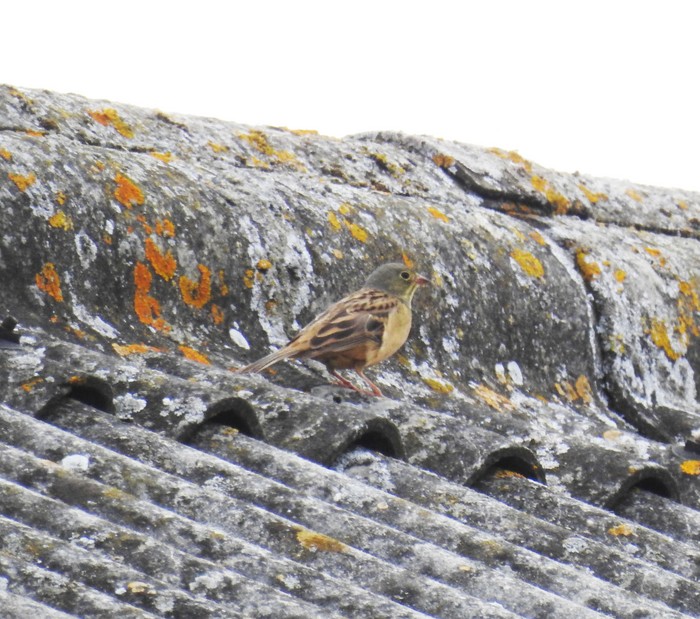 Ortolan Bunting