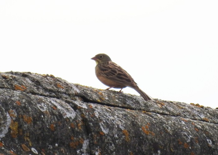 Ortolan Bunting