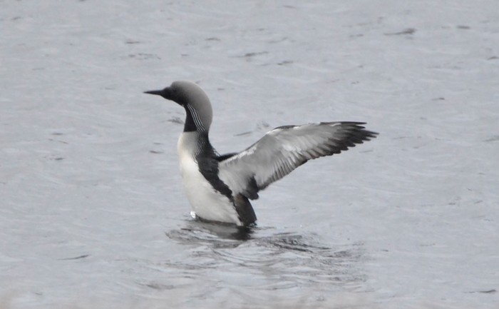 Black-throated Diver