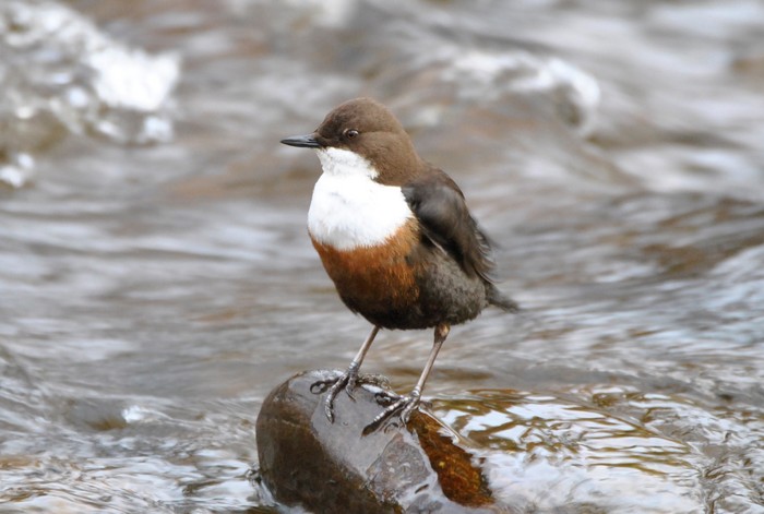 Dipper