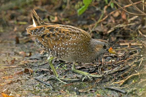 Spotted Crake